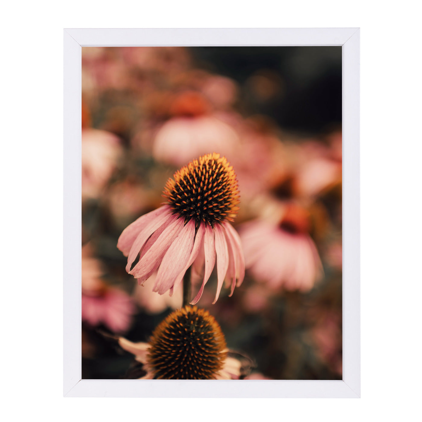 Echinacea by Ingrid Beddoes Framed Print - Americanflat