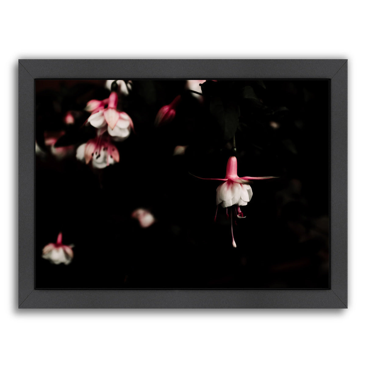 Fuchsia by Ingrid Beddoes Framed Print - Americanflat