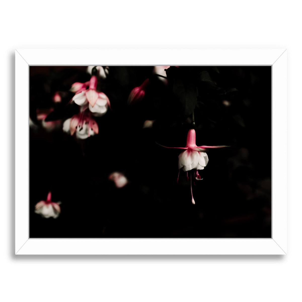 Fuchsia by Ingrid Beddoes Framed Print - Americanflat