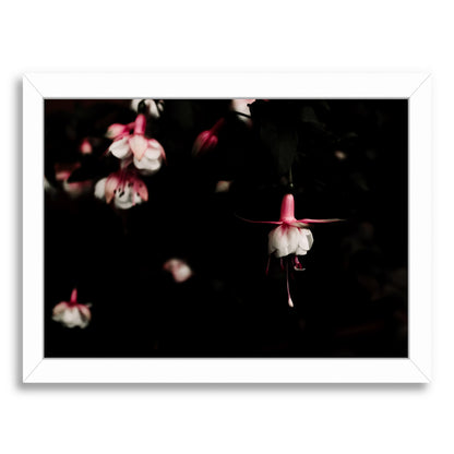 Fuchsia by Ingrid Beddoes Framed Print - Americanflat