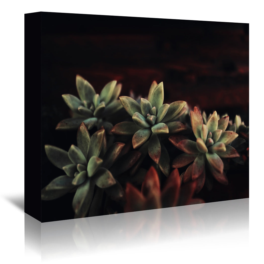 Succulent by Ingrid Beddoes Wrapped Canvas - Wrapped Canvas - Americanflat