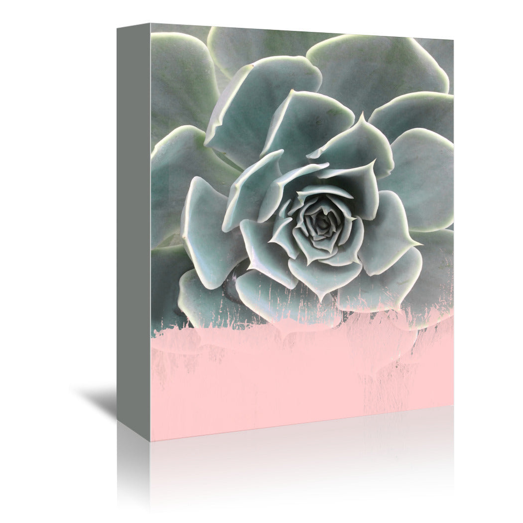 Pink On Succulent by Emanuela Carratoni Wrapped Canvas - Wrapped Canvas - Americanflat