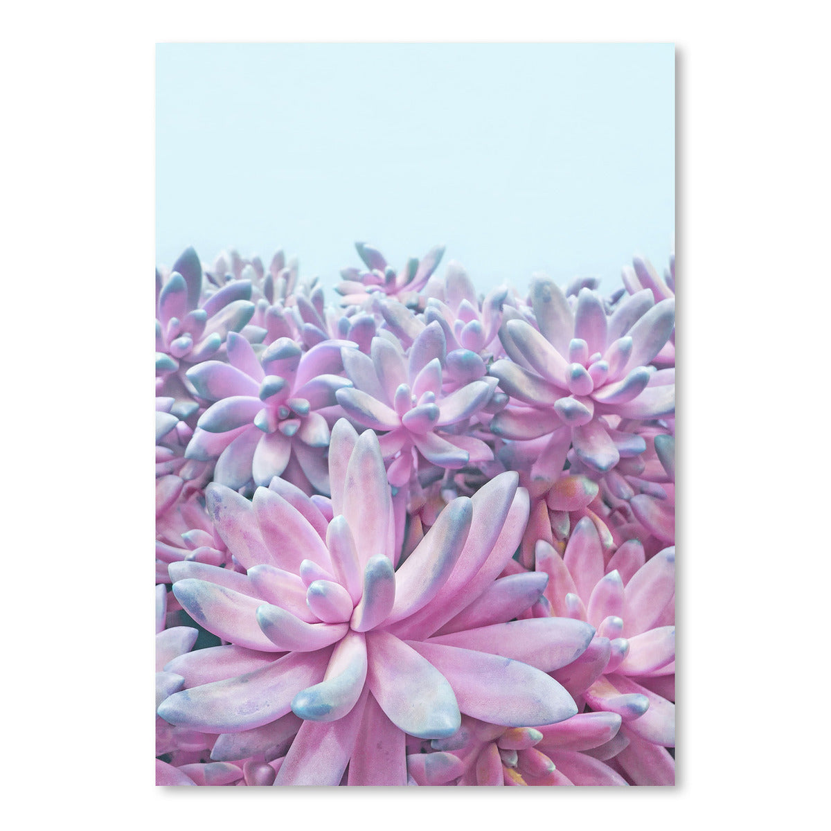 Sweet Succulent II By Emanuela Carratoni Art Print - Americanflat
