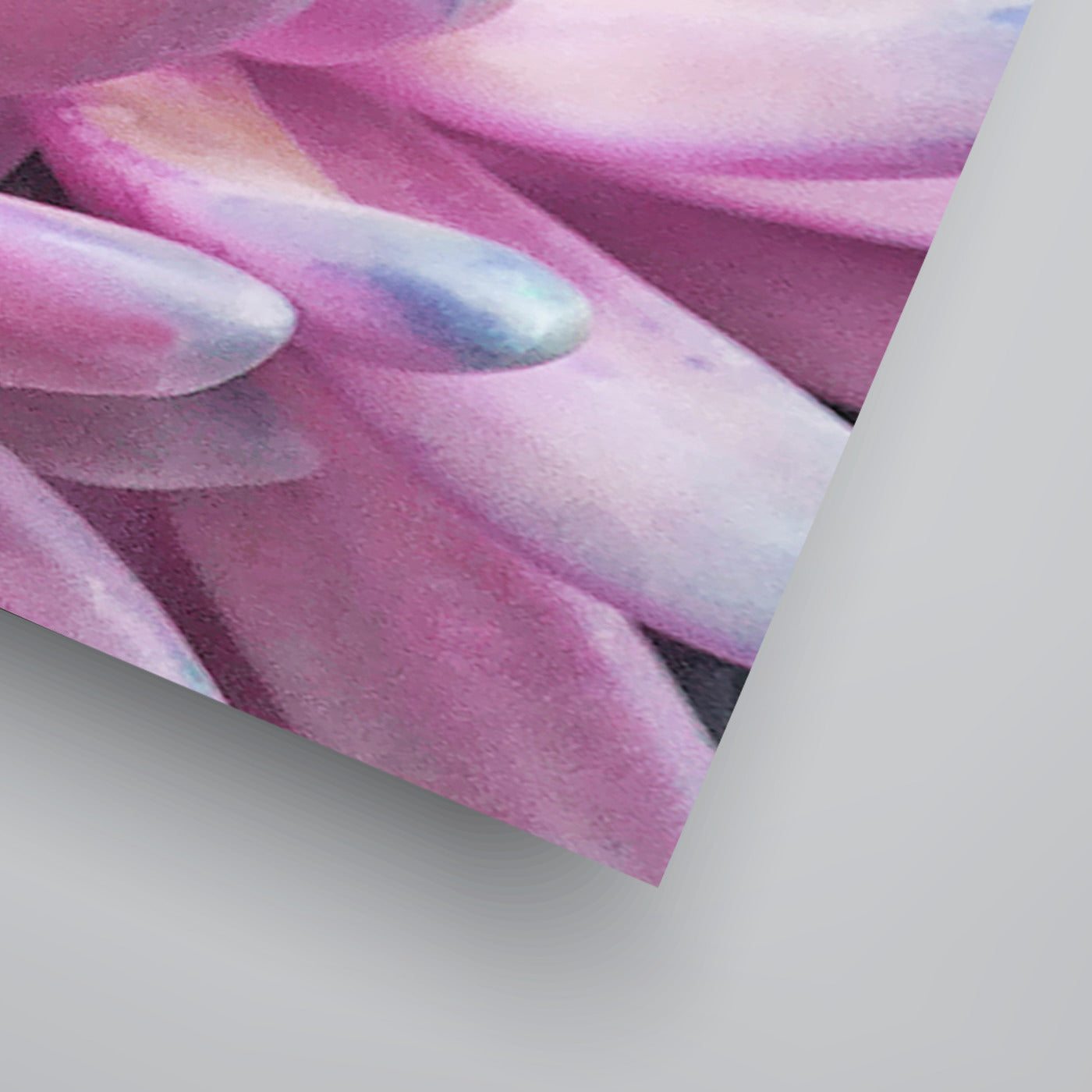 Sweet Succulent II By Emanuela Carratoni Art Print - Americanflat