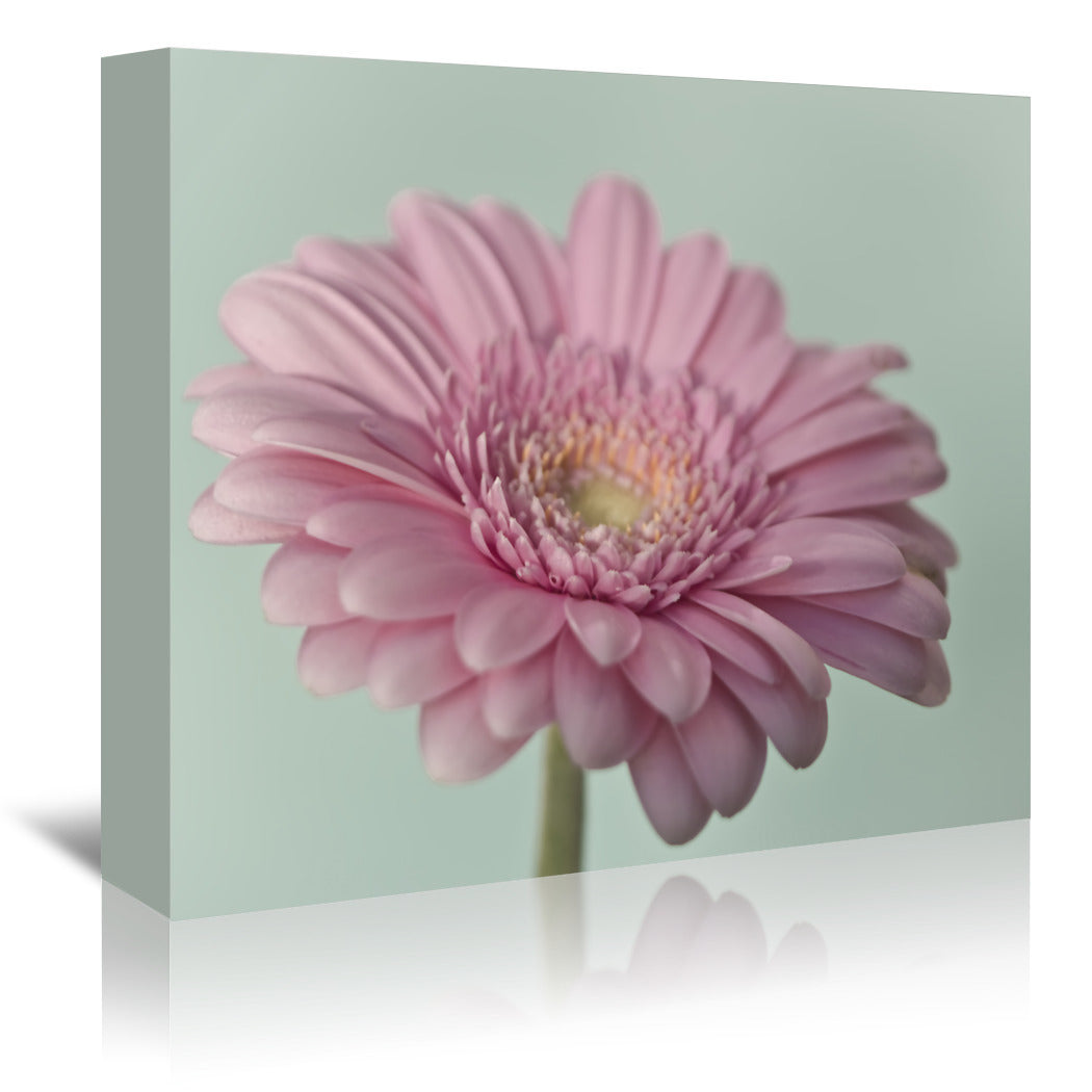 Gerbera 6 by Mirja Paljakka Wrapped Canvas - Wrapped Canvas - Americanflat