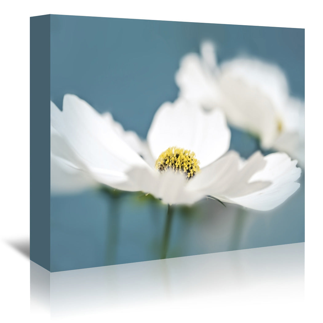 White Cosmos Flowers by Mirja Paljakka Wrapped Canvas - Wrapped Canvas - Americanflat