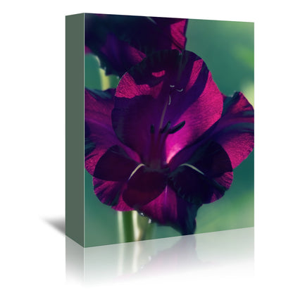 Gladiolus Drama Colored by Mirja Paljakka Wrapped Canvas - Wrapped Canvas - Americanflat