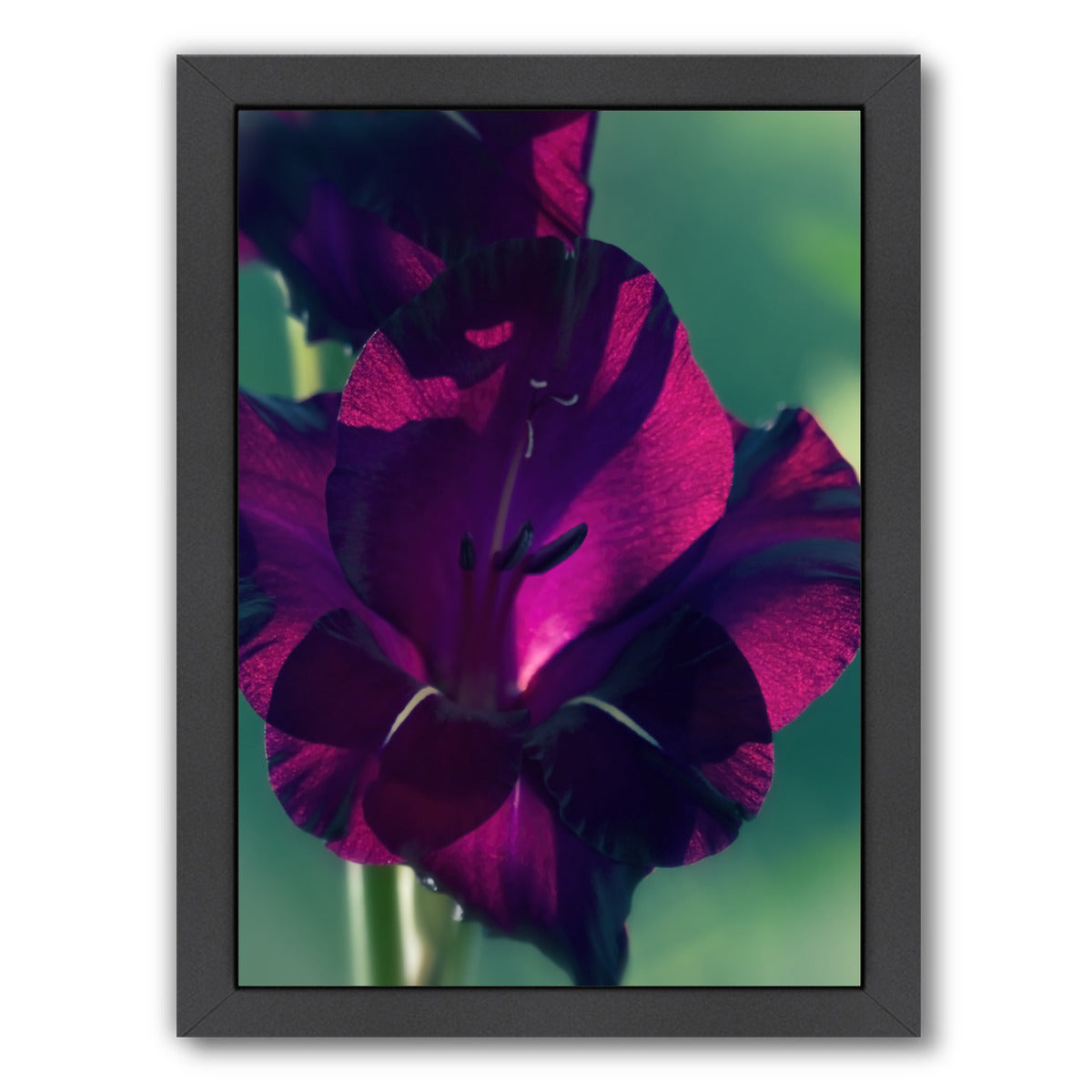 Gladiolus Drama Colored by Mirja Paljakka Framed Print - Americanflat