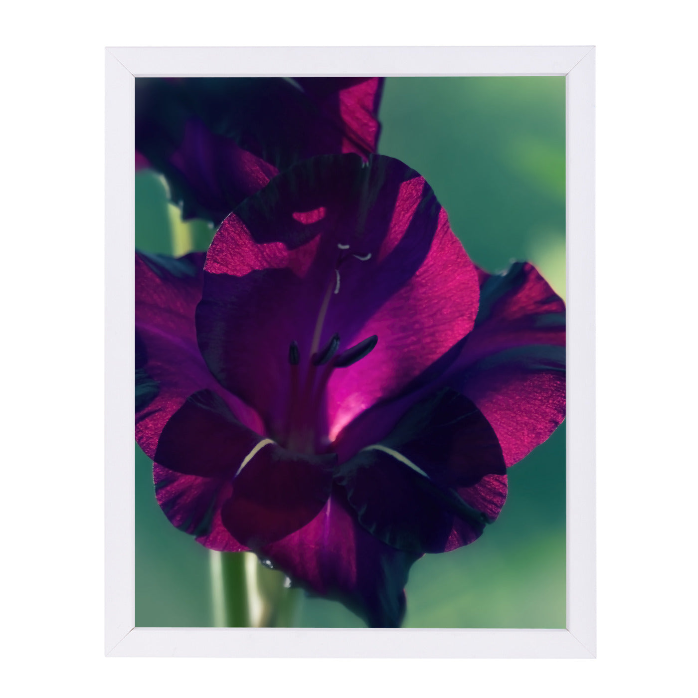 Gladiolus Drama Colored by Mirja Paljakka Framed Print - Americanflat