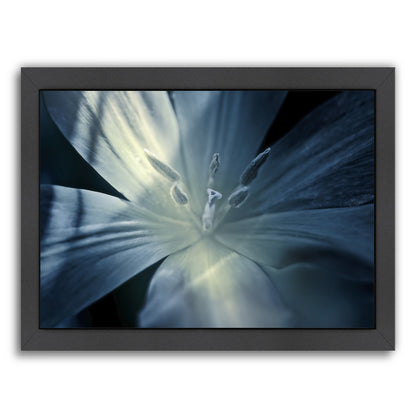 Mystique Tulip by Mirja Paljakka Framed Print - Americanflat