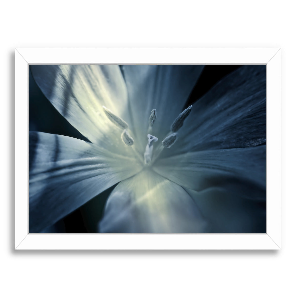 Mystique Tulip by Mirja Paljakka Framed Print - Americanflat