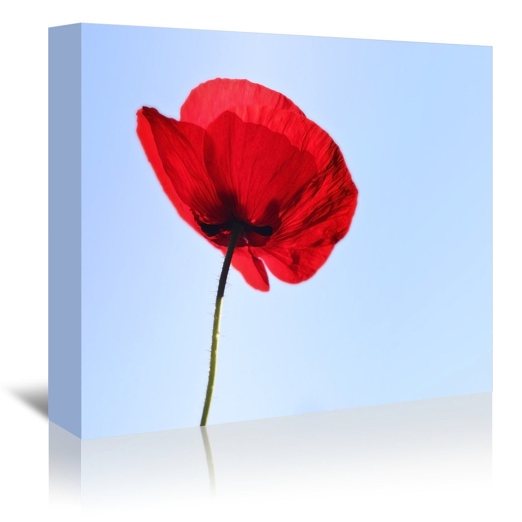 Red Poppy Blue Sky by Mirja Paljakka Wrapped Canvas - Wrapped Canvas - Americanflat