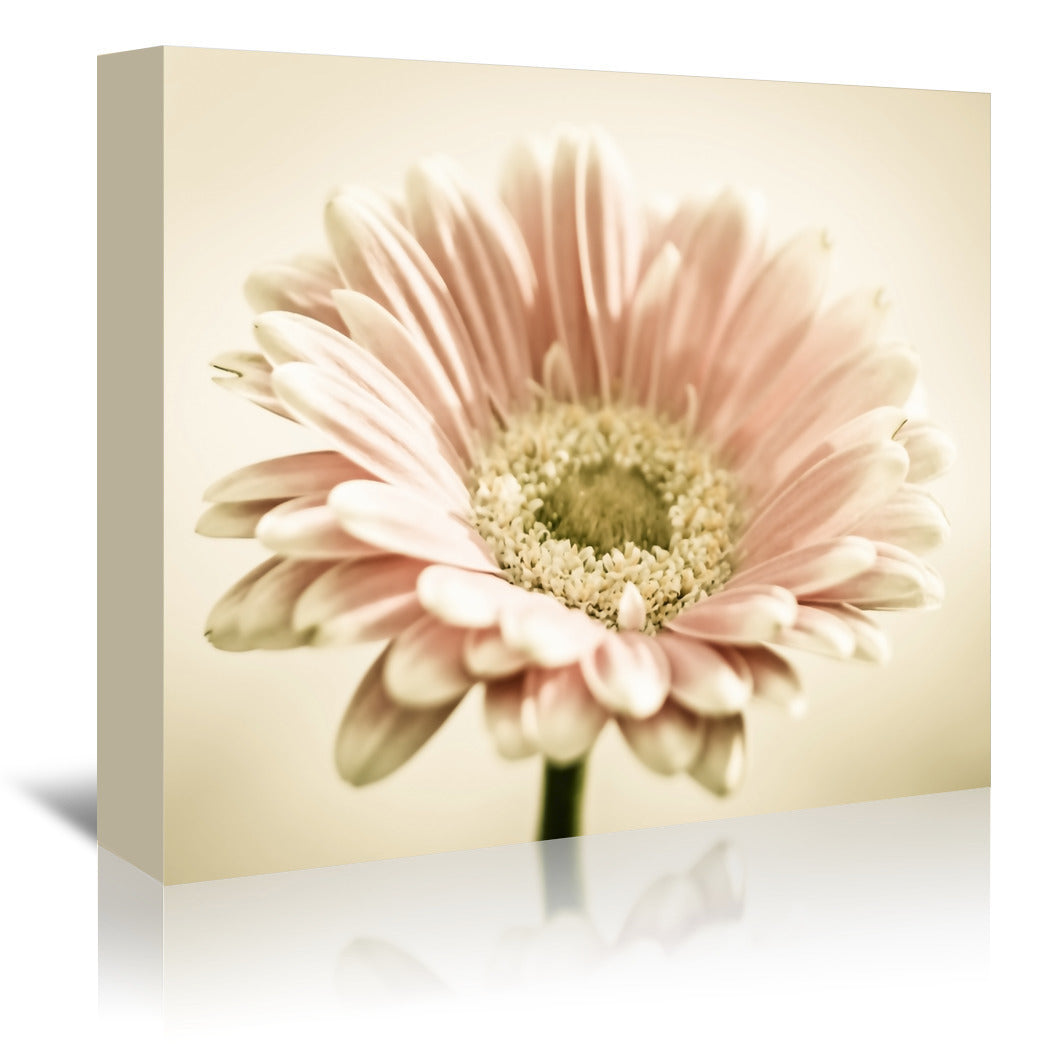 Gerbera Warm by Mirja Paljakka Wrapped Canvas - Wrapped Canvas - Americanflat