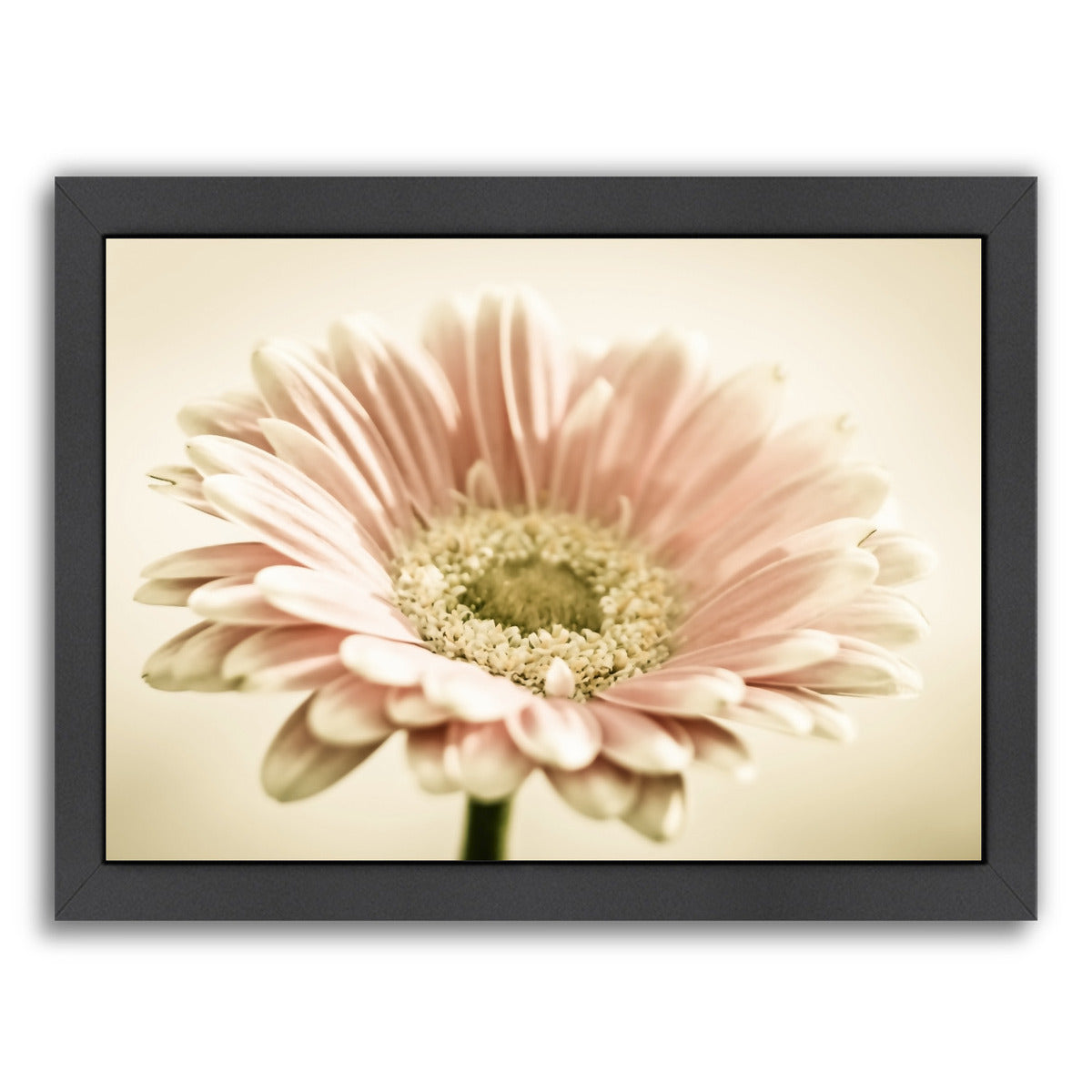 Gerbera Warm by Mirja Paljakka Framed Print - Americanflat