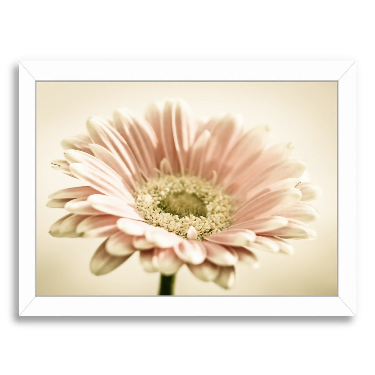 Gerbera Warm by Mirja Paljakka Framed Print - Americanflat