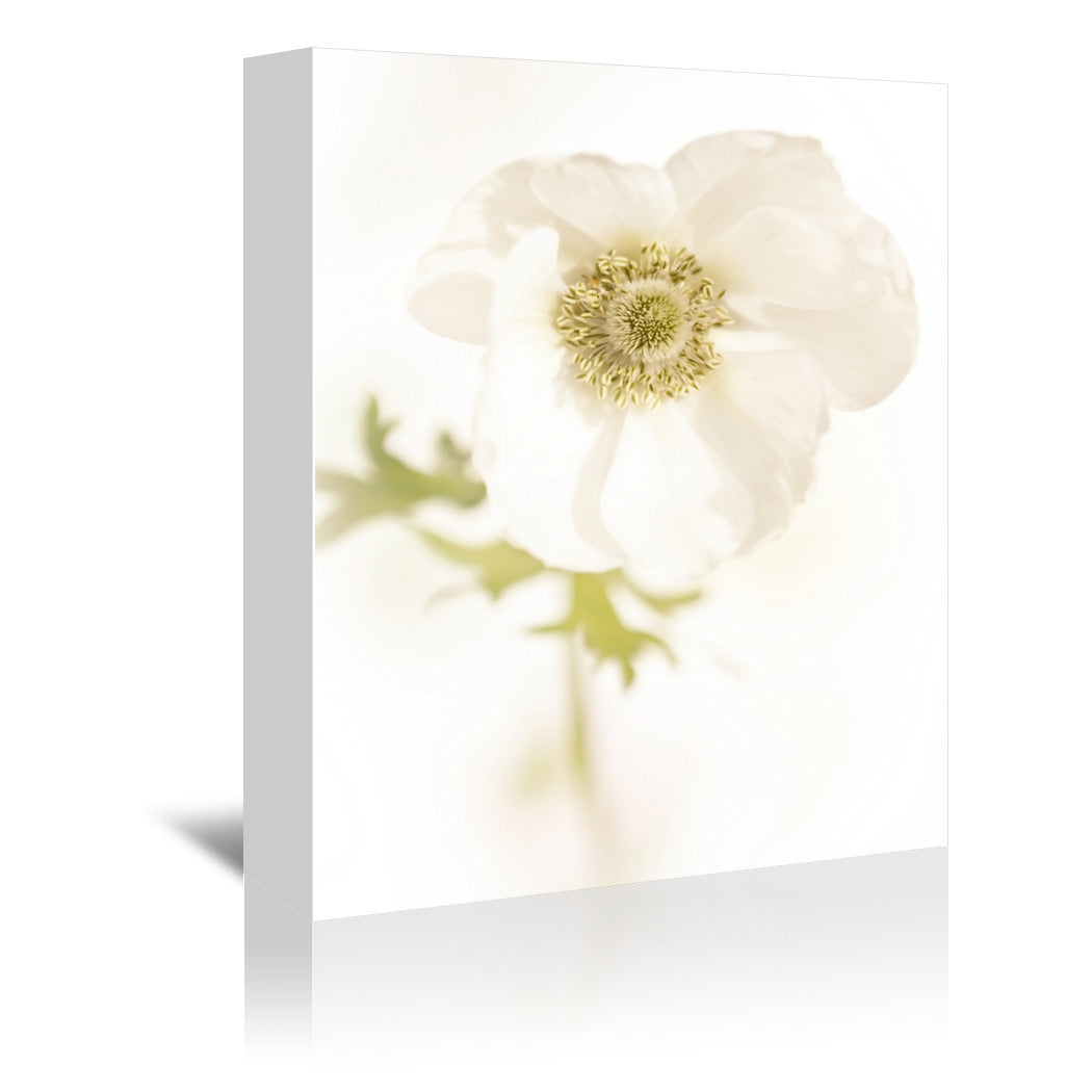 White Delicate Flower by Mirja Paljakka Wrapped Canvas - Wrapped Canvas - Americanflat