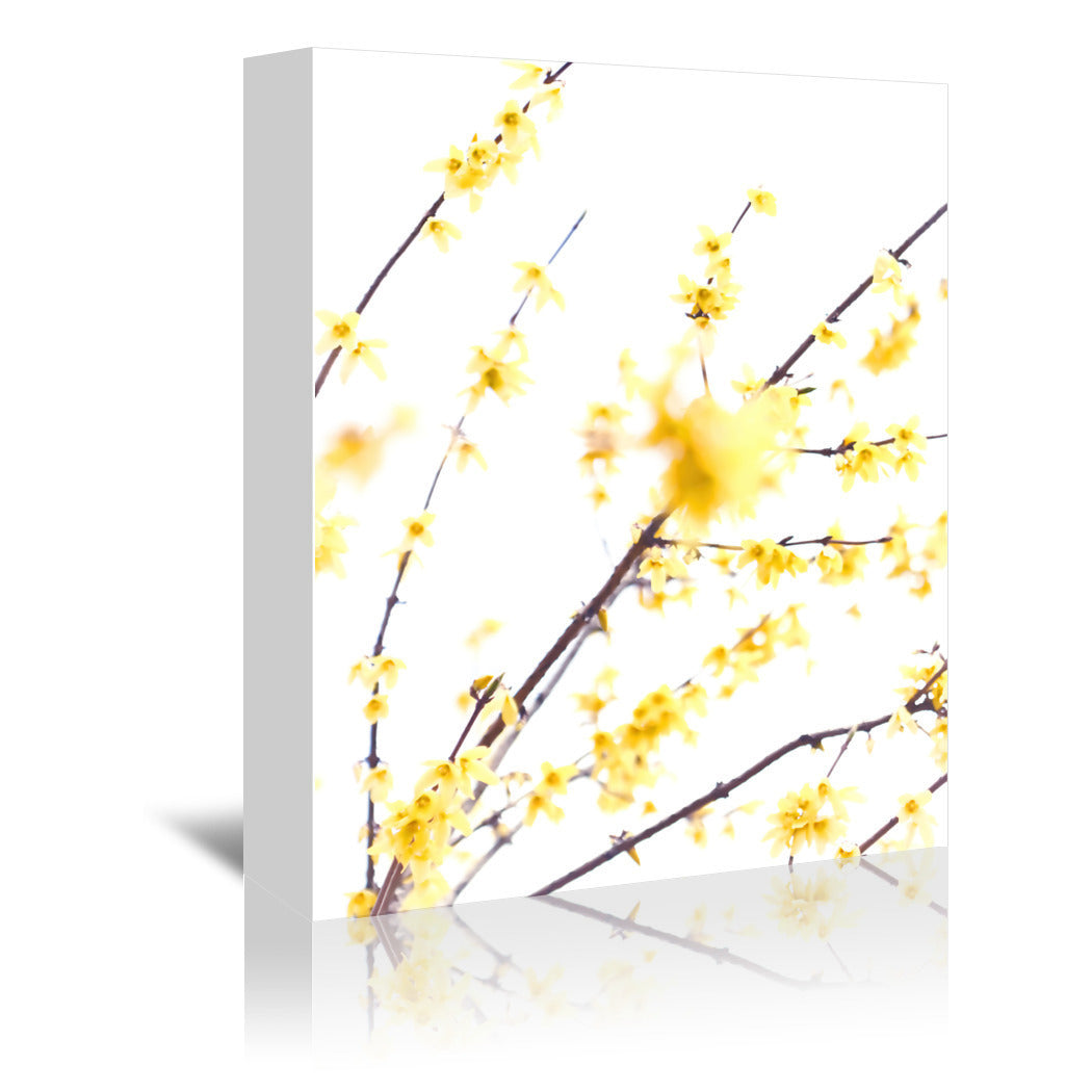 Forsythia Branches by Mirja Paljakka Wrapped Canvas - Wrapped Canvas - Americanflat
