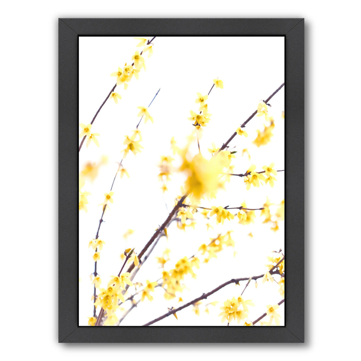 Forsythia Branches by Mirja Paljakka Framed Print - Americanflat