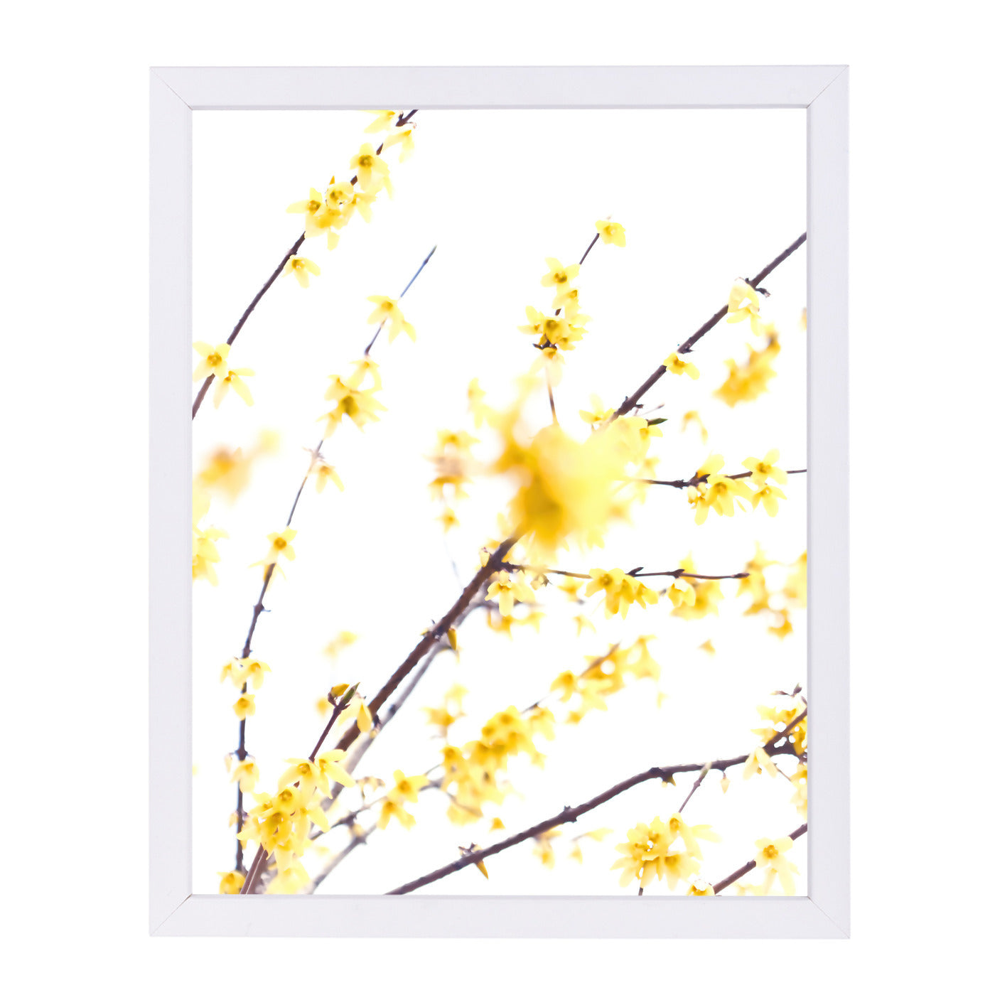 Forsythia Branches by Mirja Paljakka Framed Print - Americanflat