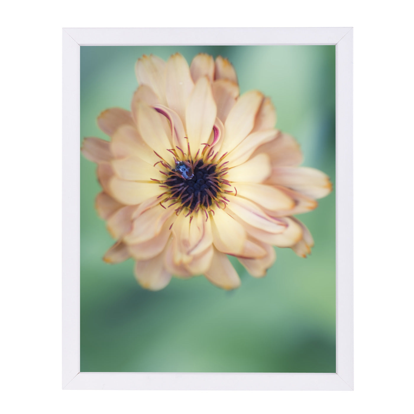 Light Yellow Flower by Mirja Paljakka Framed Print - Americanflat