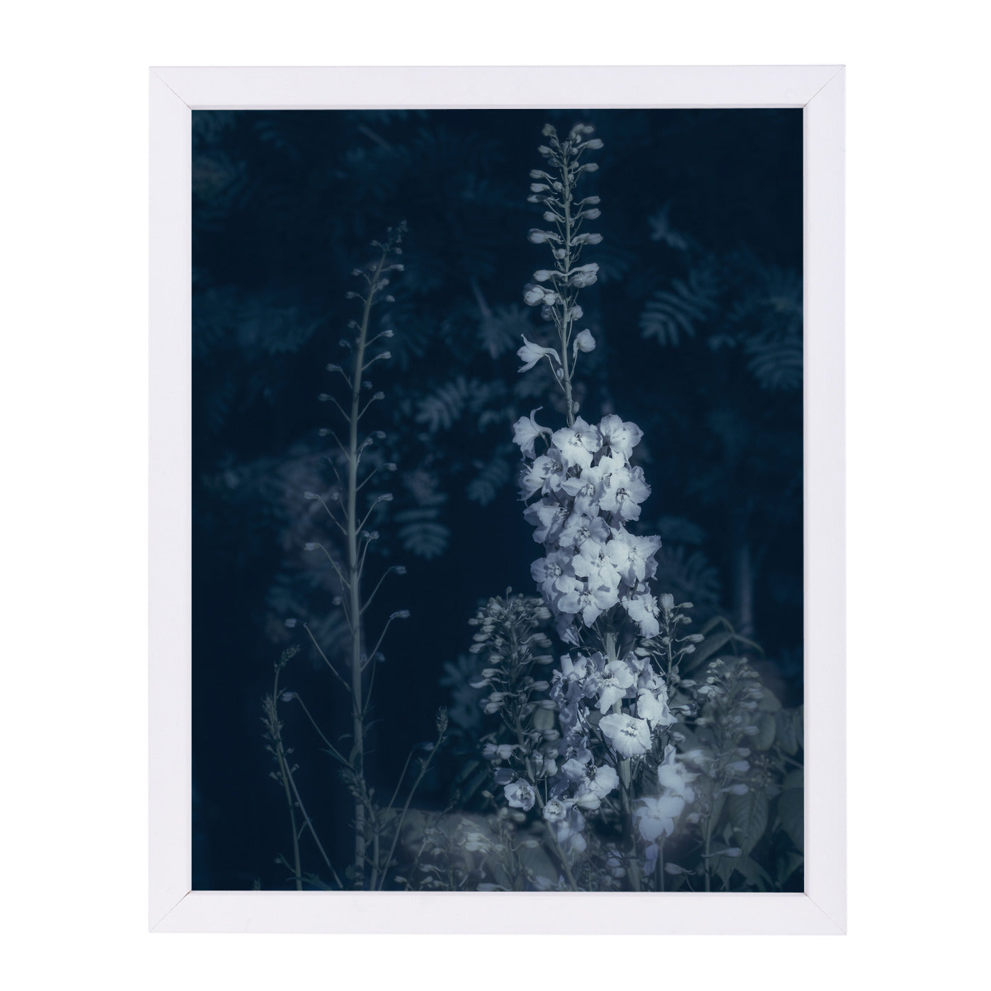 Cyanotype Flowers by Mirja Paljakka Framed Print - Americanflat