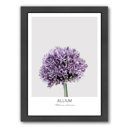 Allium By Nuada - Black Framed Print - Wall Art - Americanflat