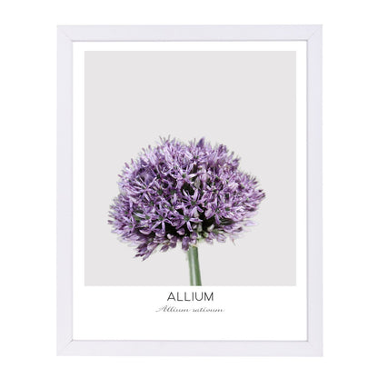 Allium By Nuada - Framed Print - Americanflat