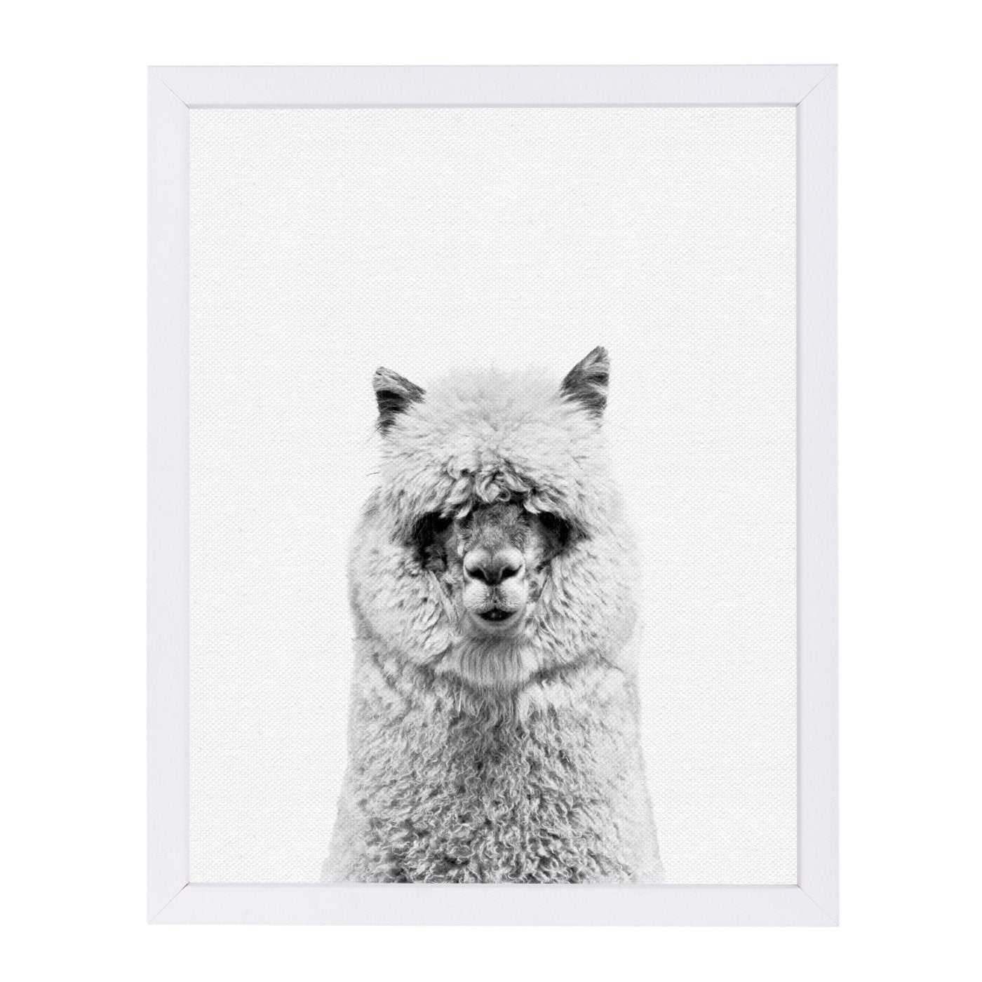 Alpaca 2 By Nuada - White Framed Print - Wall Art - Americanflat