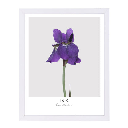 Iris By Nuada - White Framed Print - Wall Art - Americanflat