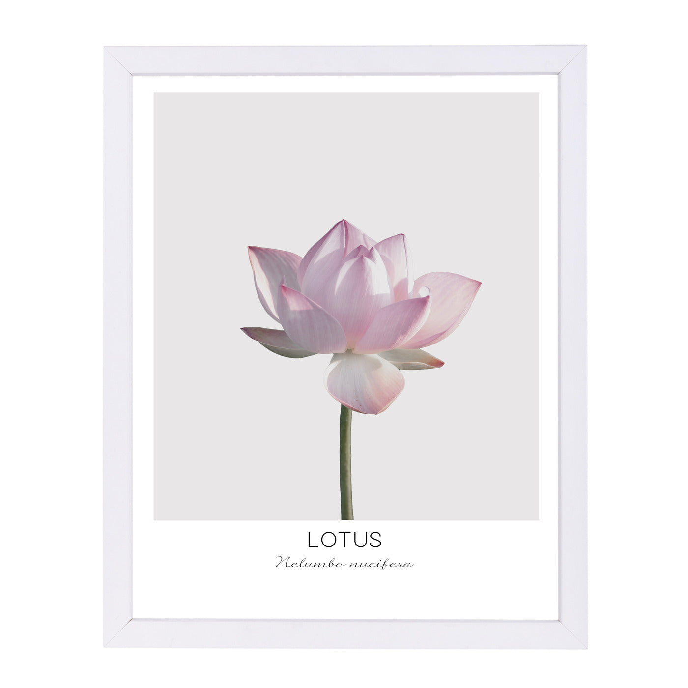 Lotus By Nuada - White Framed Print - Wall Art - Americanflat
