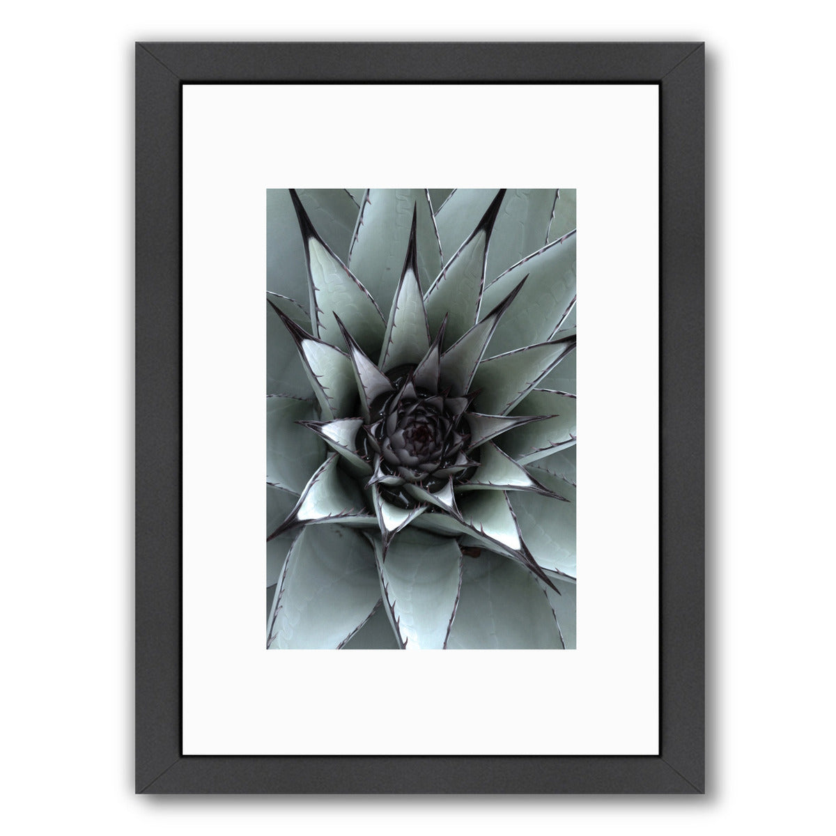 Succulent 1 By Nuada - Black Framed Print - Wall Art - Americanflat