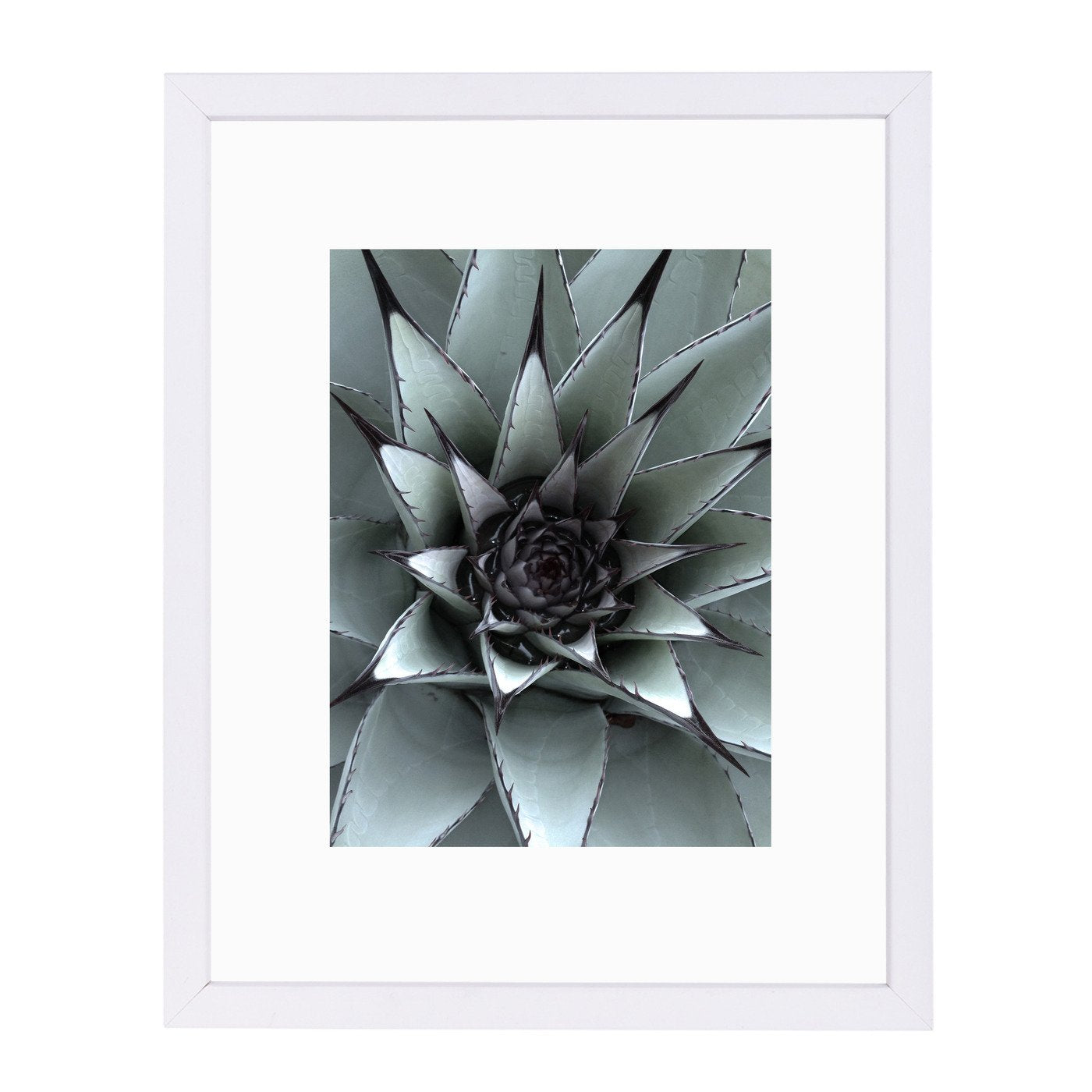 Succulent 1 By Nuada - Framed Print - Americanflat