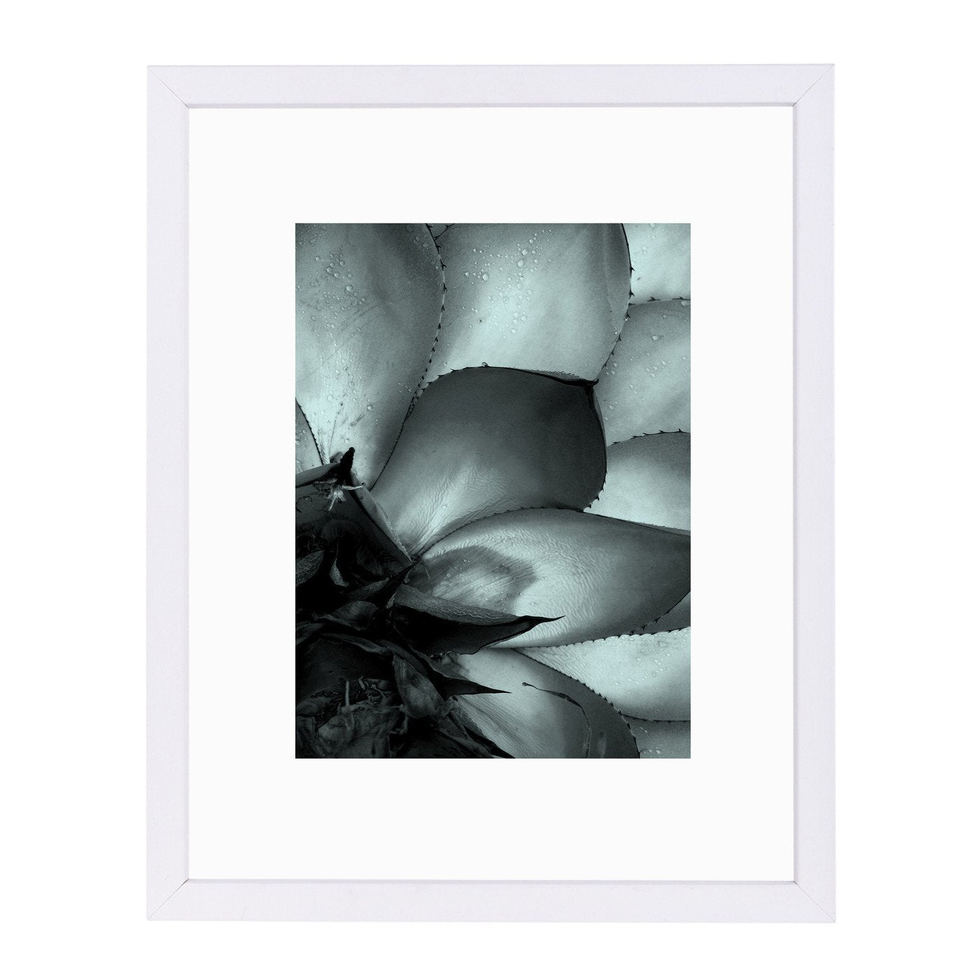 Succulent 3 By Nuada - Framed Print - Americanflat