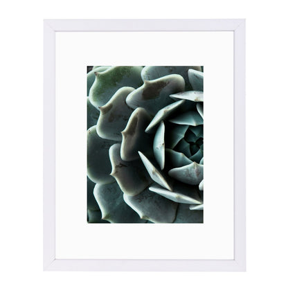 Succulent 4 By Nuada - Framed Print - Americanflat