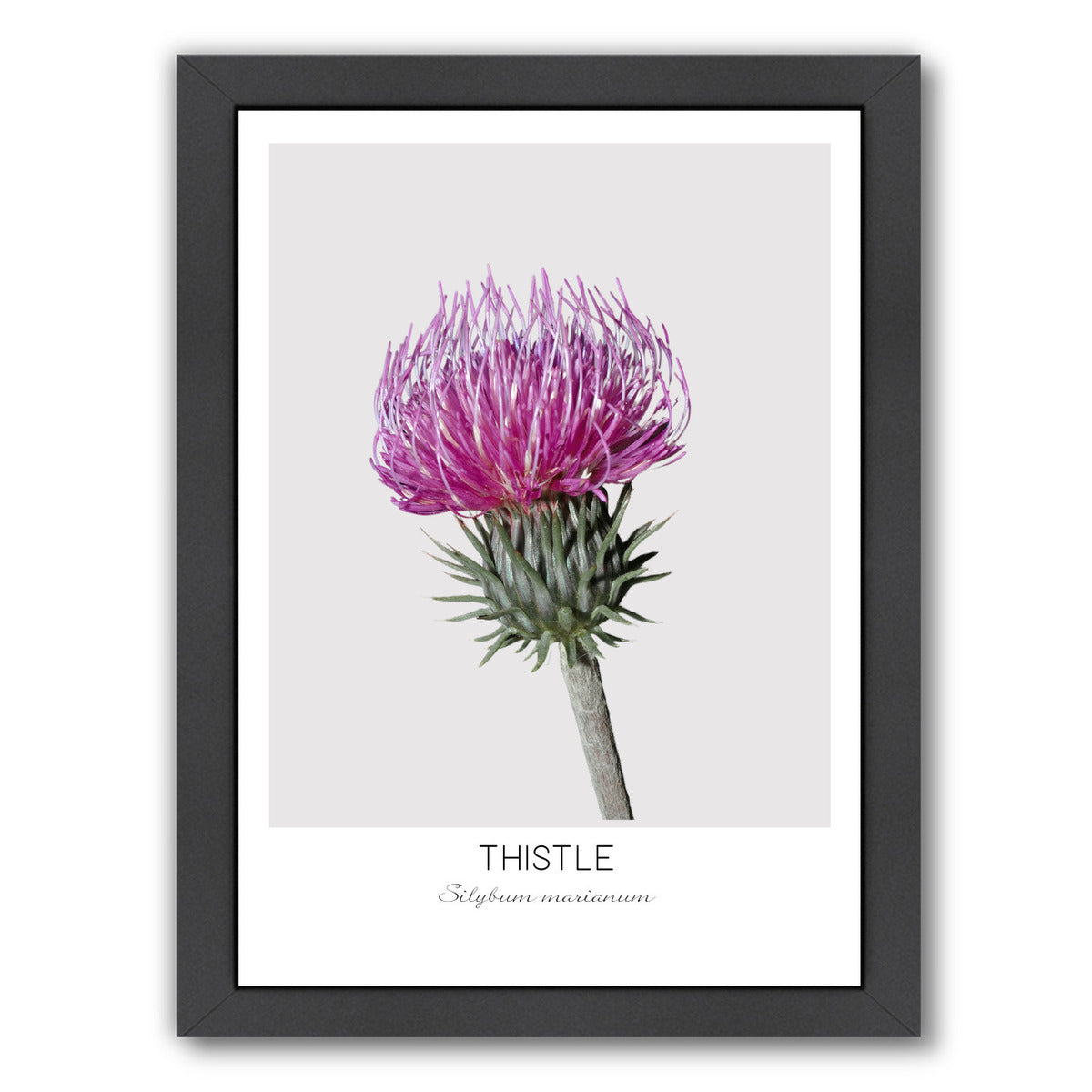 Thistle By Nuada - Black Framed Print - Wall Art - Americanflat