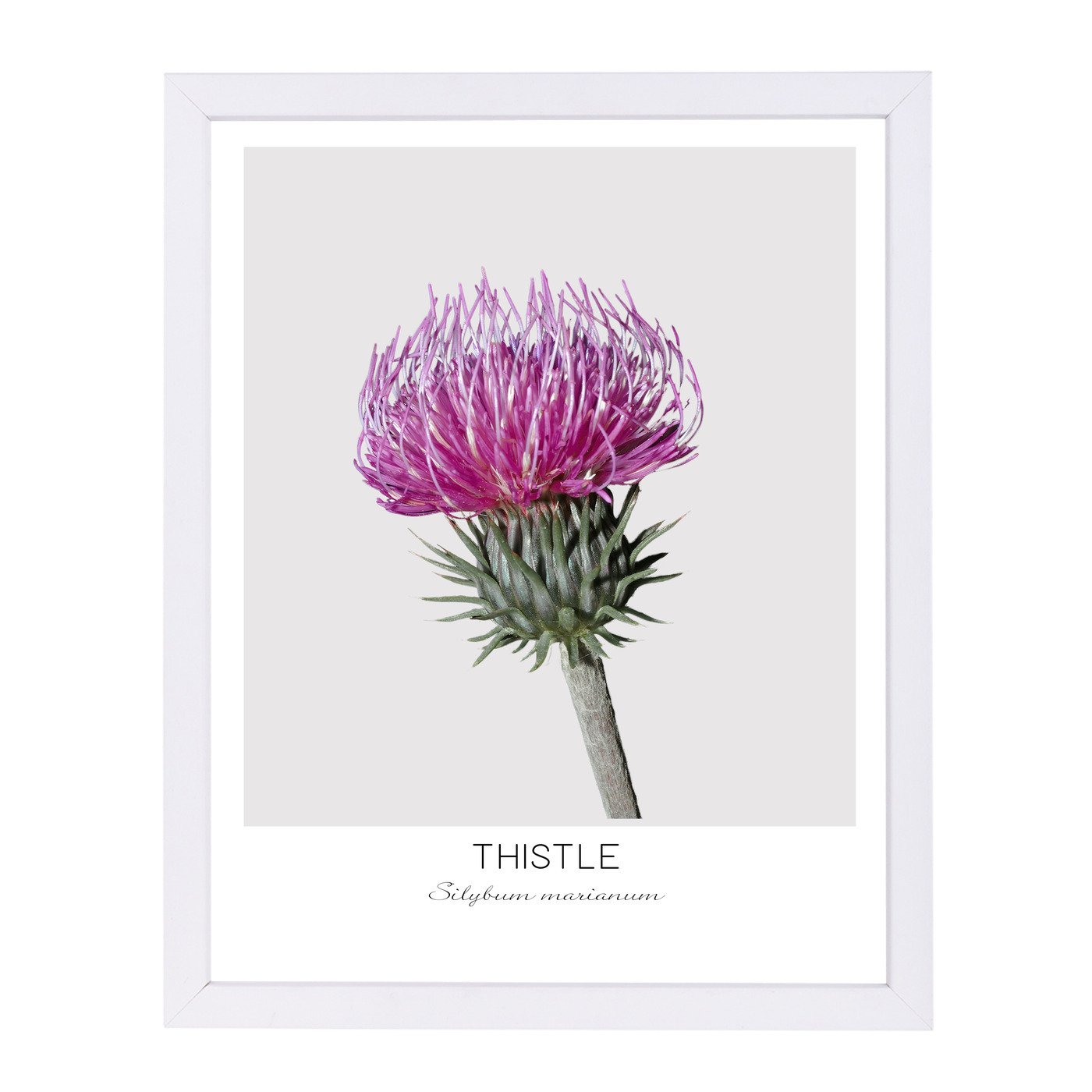 Thistle By Nuada - Framed Print - Americanflat