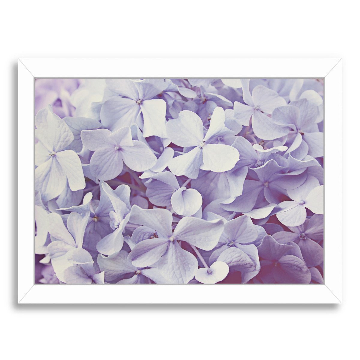 Blooming Hydrangeas By The Gingham Owl - Framed Print - Americanflat