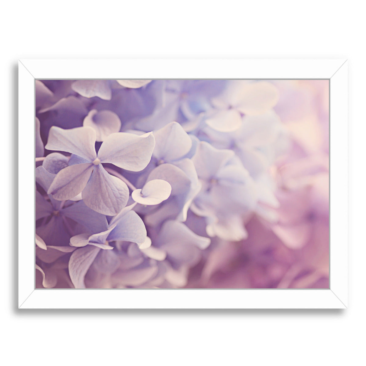 Dreamy Hydrangeas By The Gingham Owl - White Framed Print - Wall Art - Americanflat
