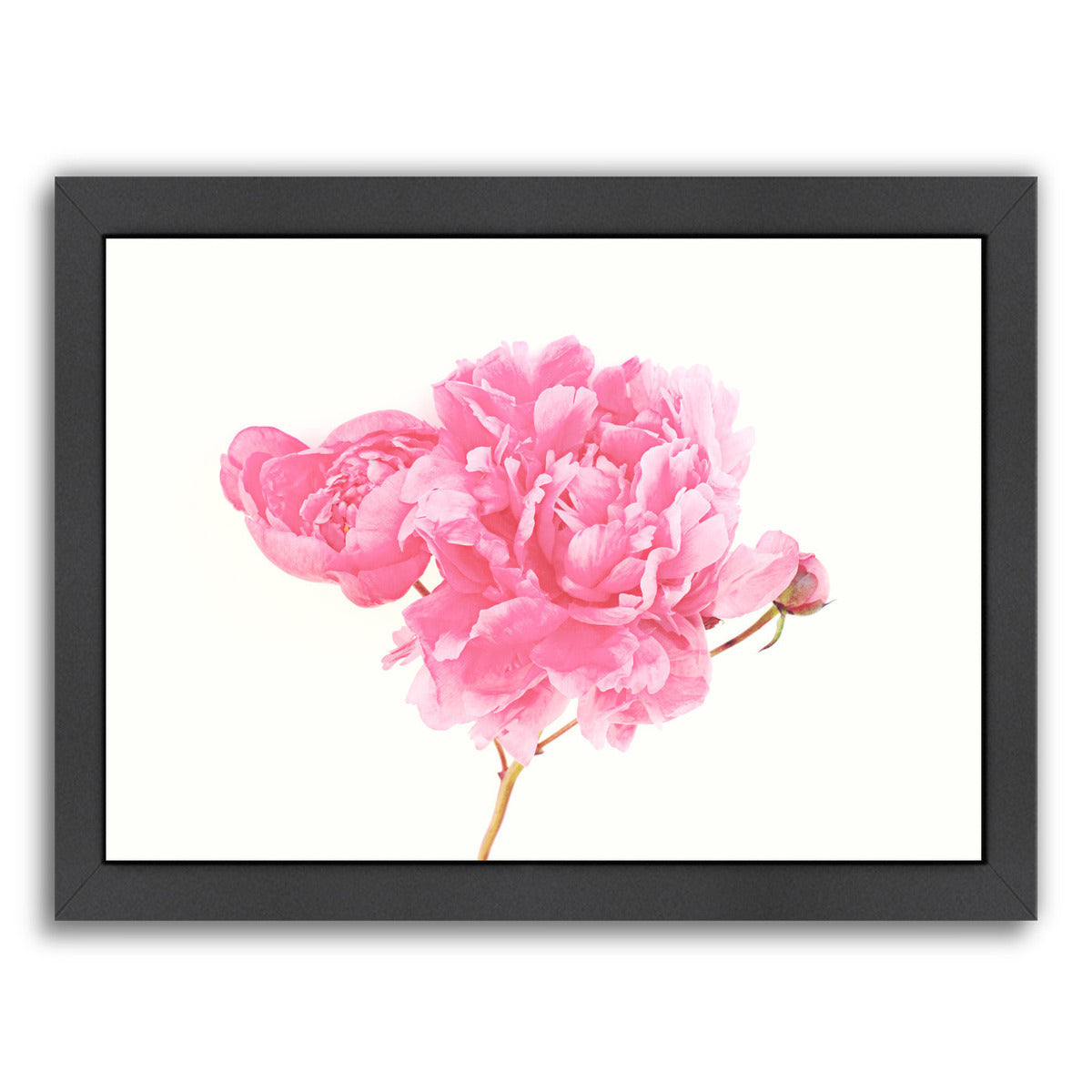 Peony By The Gingham Owl - Black Framed Print - Wall Art - Americanflat