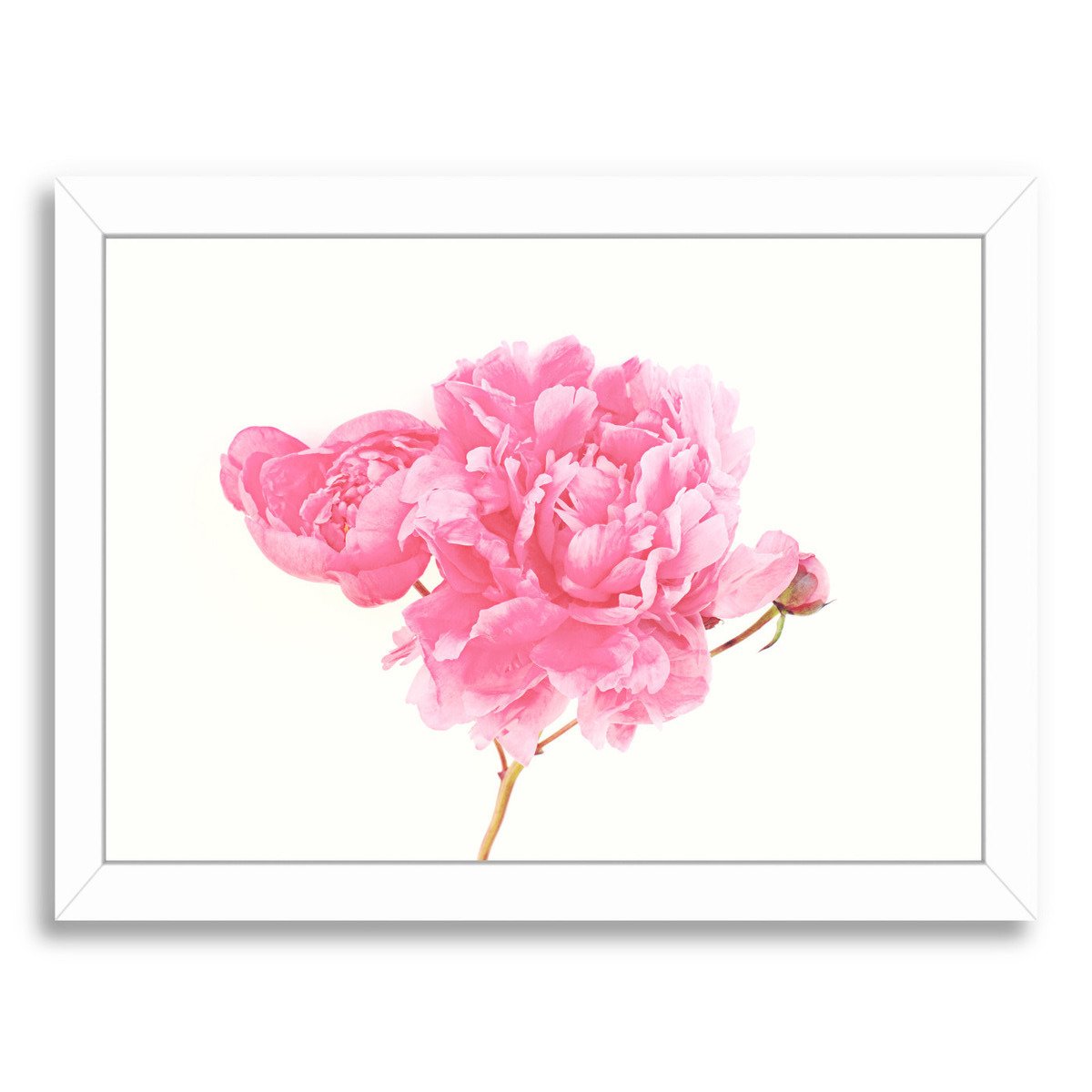Peony By The Gingham Owl - Framed Print - Americanflat