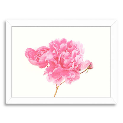 Peony By The Gingham Owl - Framed Print - Americanflat