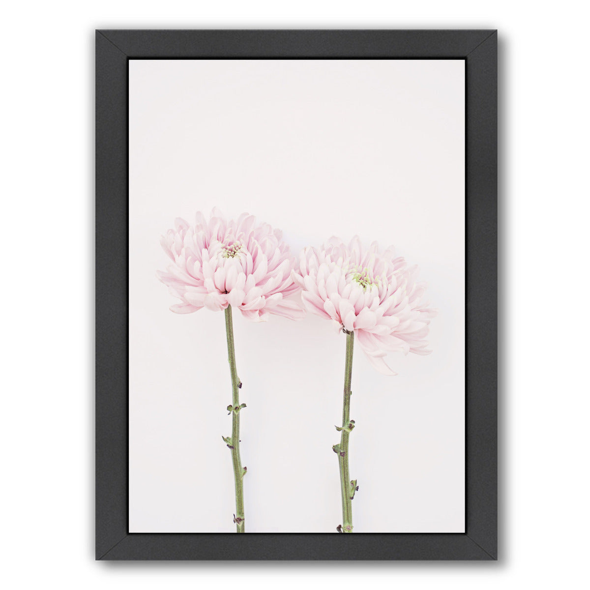 Sweet Pink Mums By The Gingham Owl - Black Framed Print - Wall Art - Americanflat