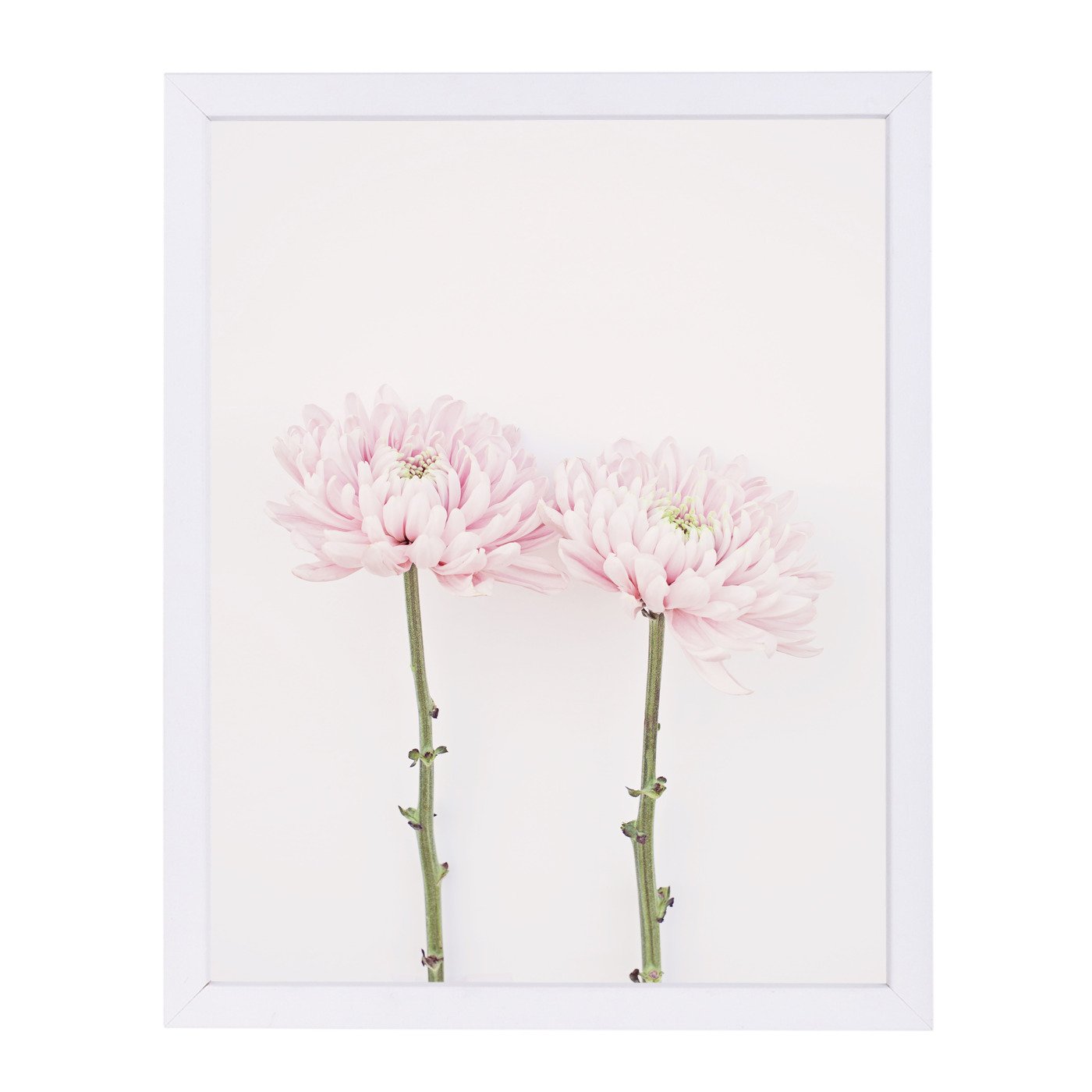 Sweet Pink Mums By The Gingham Owl - Framed Print - Americanflat
