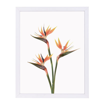 Birds Of Paradise By Sisi And Seb - White Framed Print - Wall Art - Americanflat