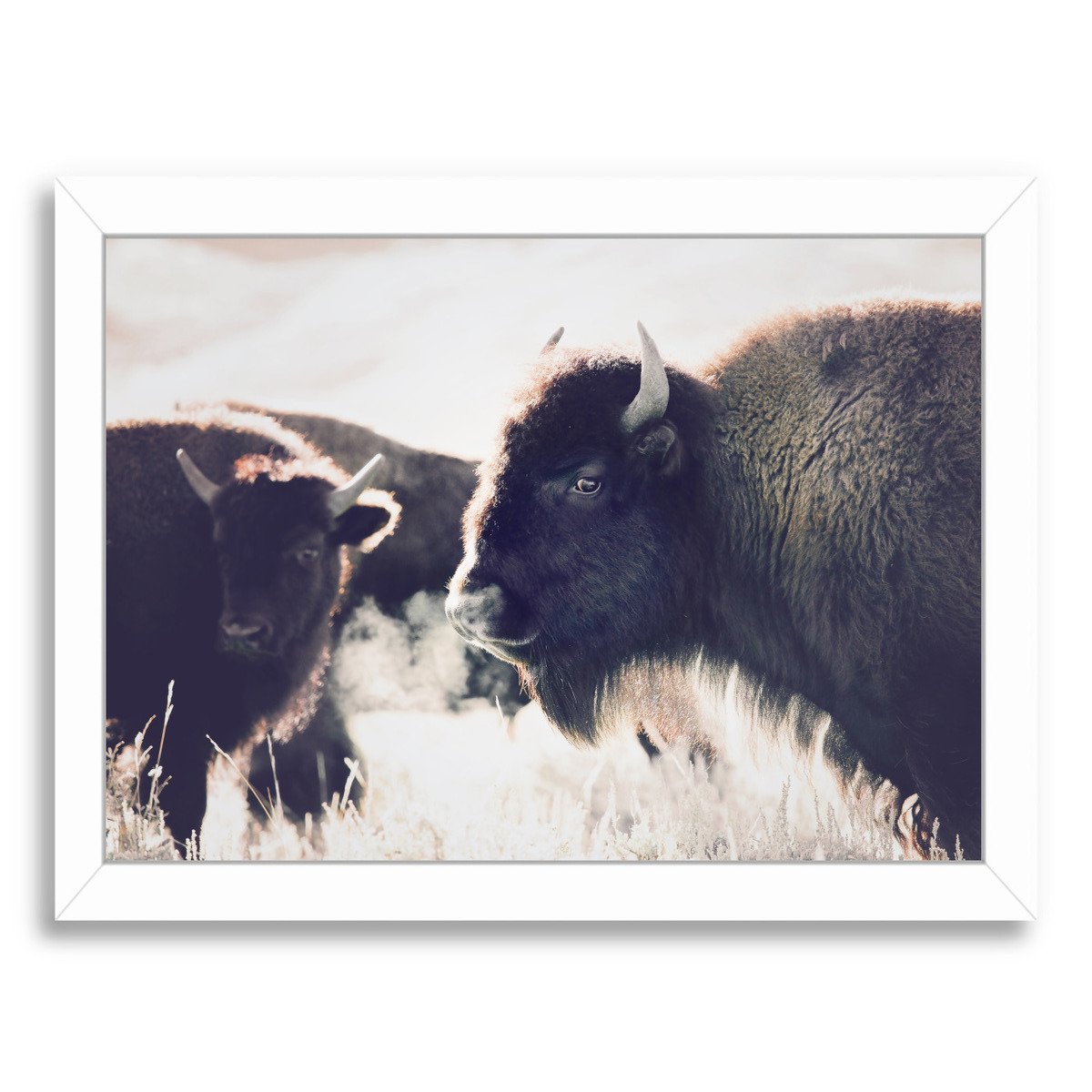 Bison By Sisi And Seb - Framed Print - Americanflat