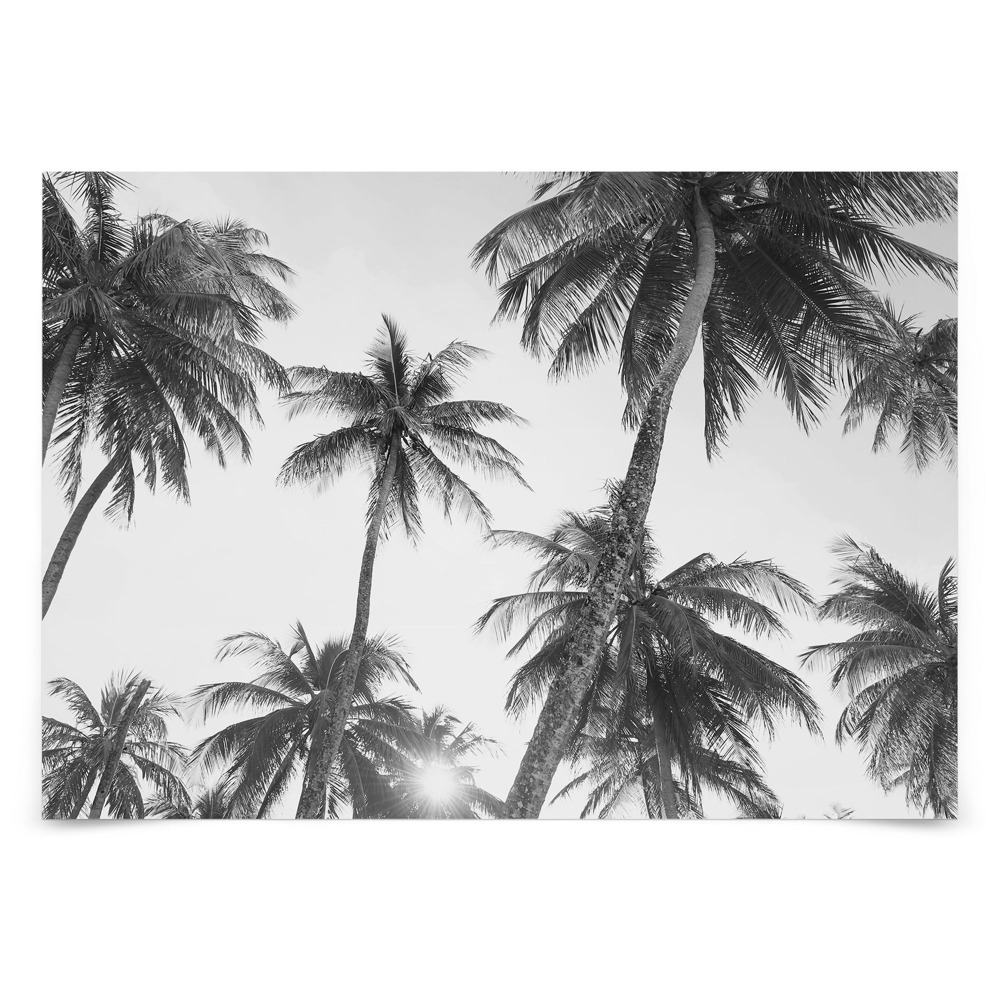 Peel & Stick Wall Mural - Tropical Bw By Sisi and Seb