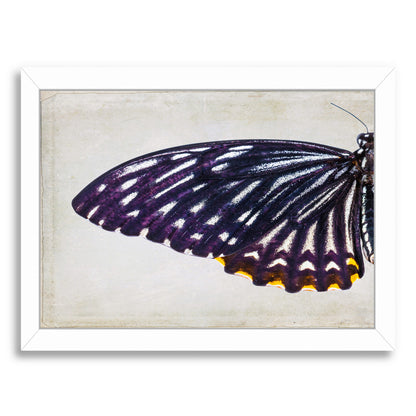 Purple Butterfly I By Chaos & Wonder Design - White Framed Print - Wall Art - Americanflat