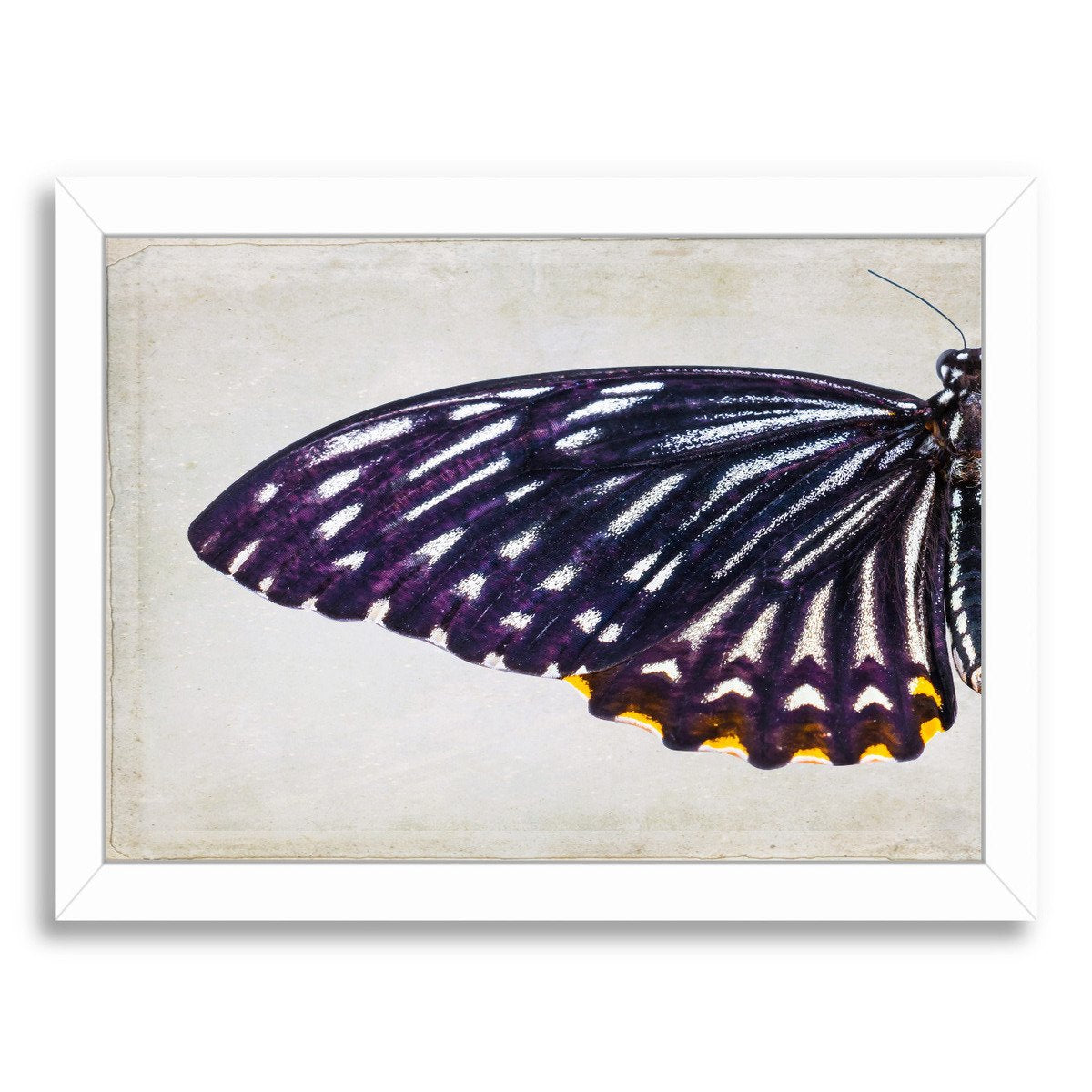 Purple Butterfly I By Chaos & Wonder Design - Framed Print - Americanflat