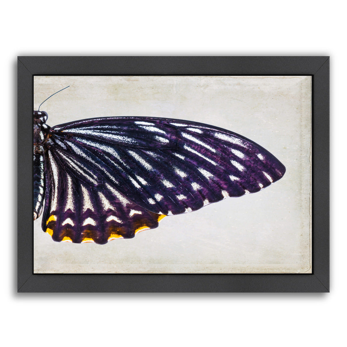Purple Butterfly Ii By Chaos & Wonder Design - Black Framed Print - Wall Art - Americanflat
