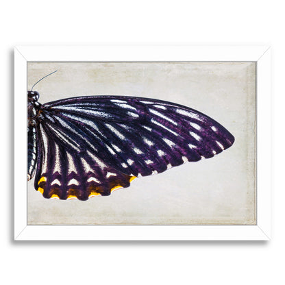Purple Butterfly Ii By Chaos & Wonder Design - White Framed Print - Wall Art - Americanflat